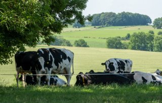 Nieuw knuttenvirus duikt ook op in Friesland en Limburg