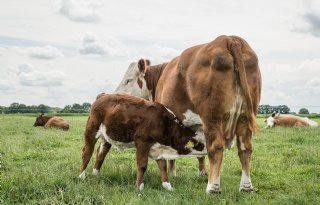 Systeem kalf bij koe levert geen aantoonbare gezondheidswinst op