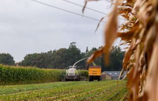 Grote verschillen tussen mais uit noorden en zuiden