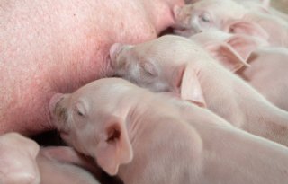 Elke dag stoppen tien varkenshouders in Polen
