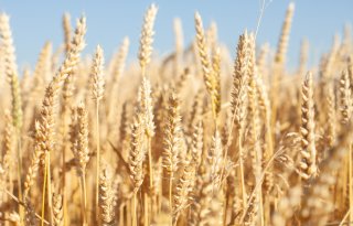 Drie nieuwe wintertarwerassen op Rassenlijst 2027