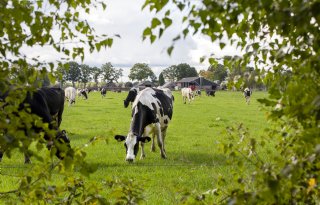 Melkveehouder kan fosfaatruimte slimmer benutten
