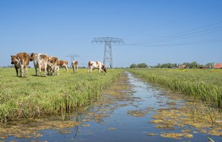 Friesland kan en wil nieuwe stikstofmaatregelen niet uitvoeren