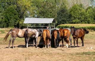 In Nederland meerdere paarden besmet met westnijlvirus