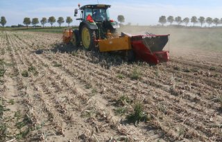Zeeuwse teler rooit amper 25 ton rode uien per hectare
