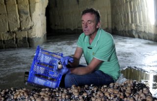 Champignons telen in een grot: ‘Duurzamer dan dit wordt het niet’