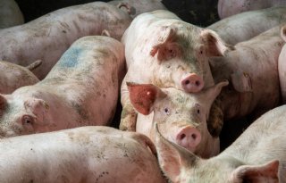 Afroming varkensrechten weer aan de orde, daling mestproductie blijft uit