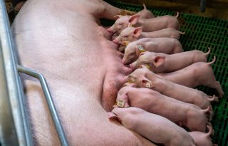 Minder varkens, meer mest: POV zet vraagtekens bij CBS-cijfers