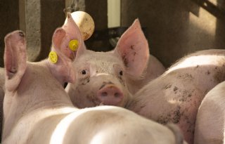 Jaarlijkse Biocheck van CoViVa helpt varkenshouder biosecurity verbeteren