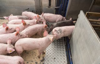 Varkens- en biggenprijzen blijven in week 35 onveranderd