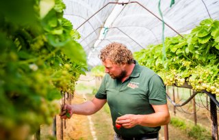 Aardbeien telen tussen weersextremen: storm, hitte en droogte