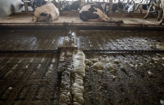 Overijssel gaat ammoniakreductie van PAS-melders meten