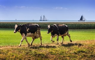 Friesland zwakt kritiek op stikstofplan af, BBB blijft achter uitspraken Kooistra staan