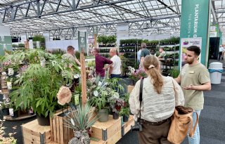 Klimaatadaptie en Amerikaanse planten met Boskoops bloed