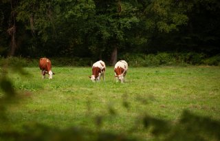 ‘Behalen doel voor stikstof vraagt uiterste van sector en overheden’