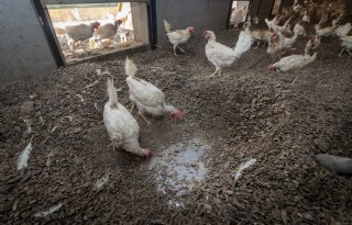 70 procent minder ammoniak uit scharrelruimte met mestschuifel