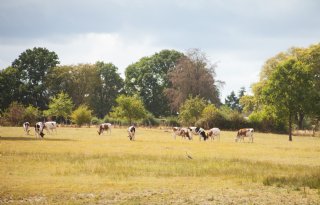 Droogte en hoge kosten drukken vertrouwen boeren en telers