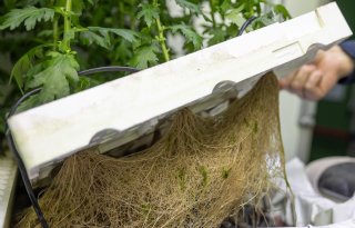 Teelt op water dringt emissies bij snijbloemen terug