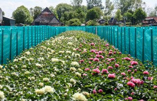 Pioenrozentelers Opmeer overvallen door handhaving bestemmingsplan