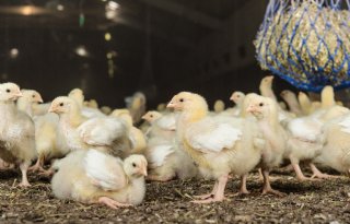 Nederland ziet beter toe op regels voor bezettingsdichtheid vleeskuikens