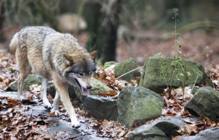 Kamer wil sneller ingrijpen en meer preventie in aanpak wolf