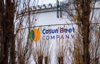 Cosun verwacht 25 procent minder suikerbieten te verwerken