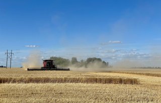 Grotere oogsten stuwen wereldwijde tarwevoorraad omhoog