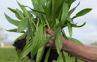 Nitraatuitspoeling terugdringen met smalle weegbree