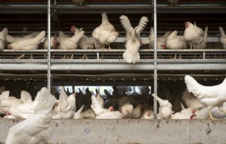 SecurEggFarmer en Kiwa VERIN slaan handen ineen rond audits
