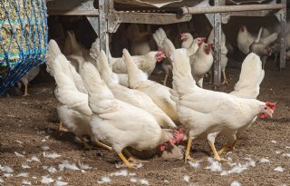 Eiermarkt vindt weg omhoog, ondanks groeiende export