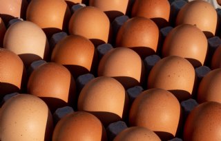 Weekprijzen eieren: bijna alle klassen plussen, bruine duurder dan witte