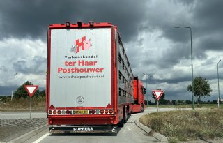 Beperkte keuringscapaciteit NVWA hindert afvoer van varkens