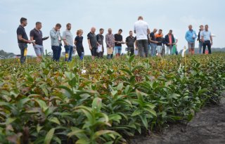 Chemie is nodig bij vuurbestrijding in lelies