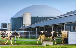 Weidegang geen blokkade voor groen gas, glastuinders worden gecompenseerd