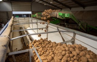 Aardappelverwerkers doen stapje terug in augustus