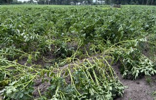 Vereinigte Hagel fuseert met Duitse vakgenoot Gartenbau-Versicherung