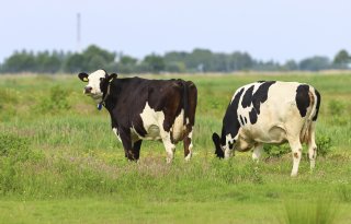 Met natuurinclusief boeren verdient melkveehouder bovengemiddeld