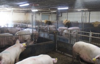 Denemarken bevriest nieuwbouw en uitbreiding reguliere varkensbedrijven