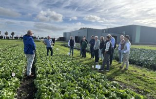 Praktijk moet wennen aan resistente rassen ijsbergsla
