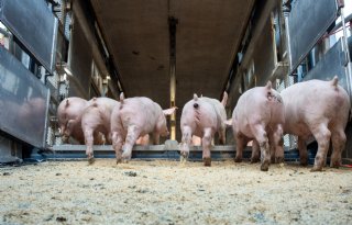 Marktleider Tönnies stopt met bonus voor buitenlandse biggen