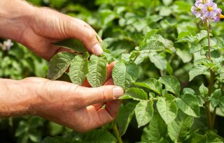 NAK: meer dan kwart pootaardappelen zakt in klasse na viruscontrole