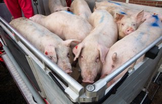 Automatische varkensclassificatie vervangt prikpistool vanaf 2027
