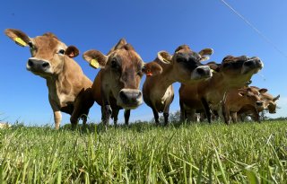 ‘Houd als sector regie over weidegang‘