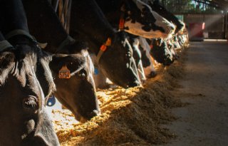 DLG sombert over actualiteit in veehouderij in aanloop naar EuroTier