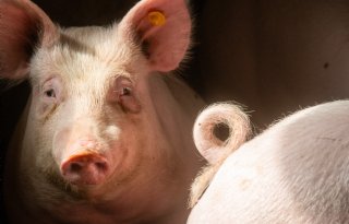 Vergunningen twee Gelderse varkenshouderijen moeten opnieuw worden beoordeeld