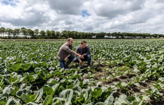 Houtduivenpilot Noord-Holland vraagt om vervolg