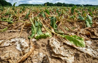 Klimaatverandering bepalender voor landbouw dan oorlogen of handelsboycots