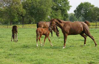Shamonda-like-virus voor het eerst aangetoond bij paard in Nederland