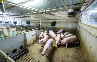 RAMBO levert opties voor emissiereductie, effect verschilt per diergroep