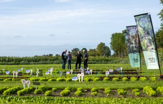 Voorlopig geen doorbraak NGT’s in groenten